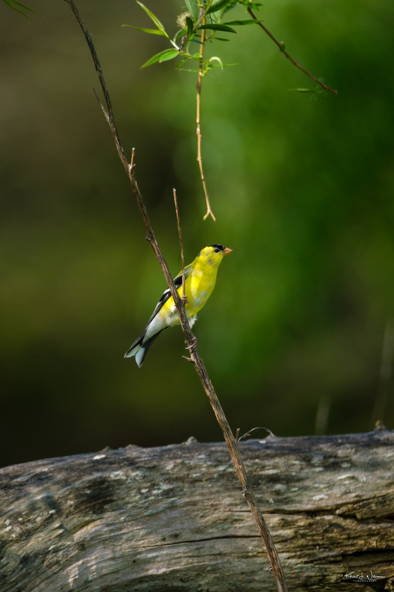 American Goldfinch - Khürt Williams