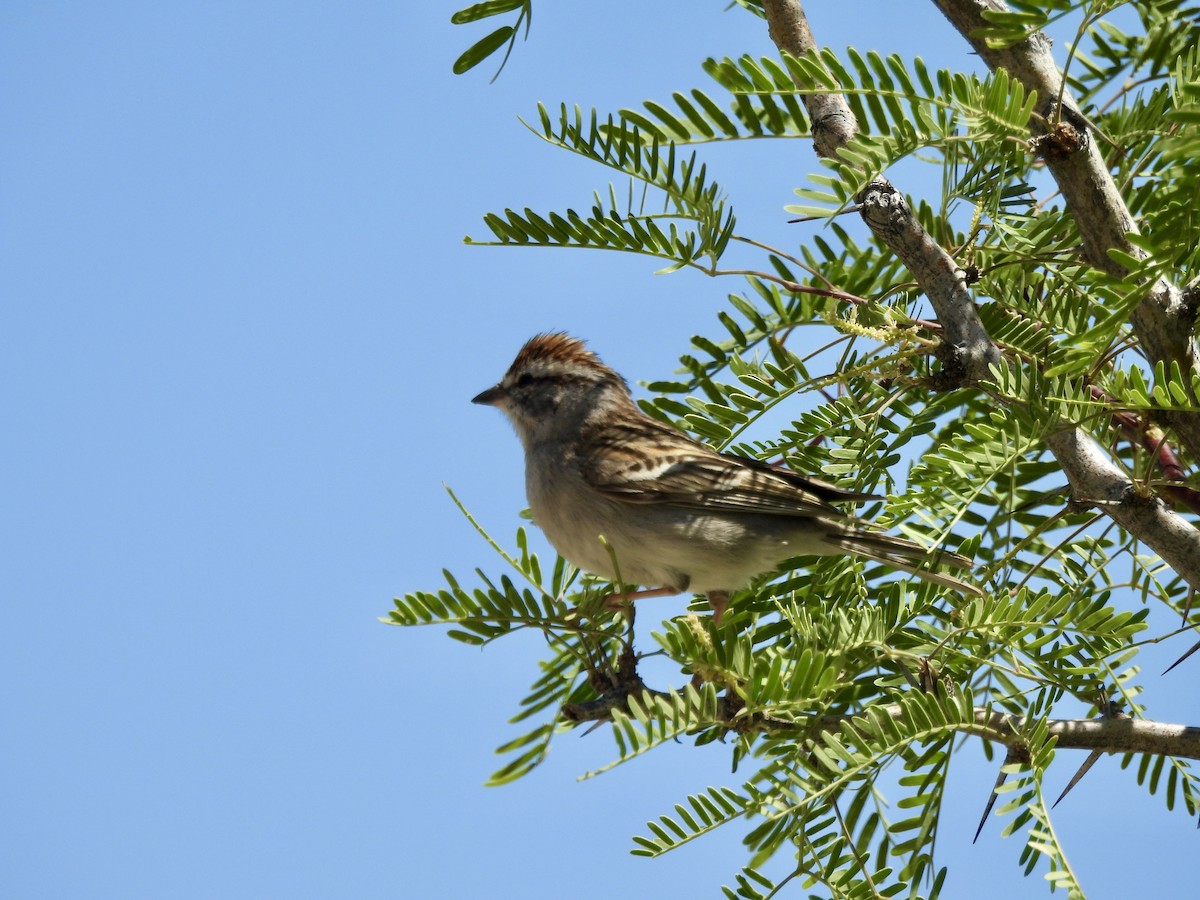 Chipping Sparrow - Bev Kronisch