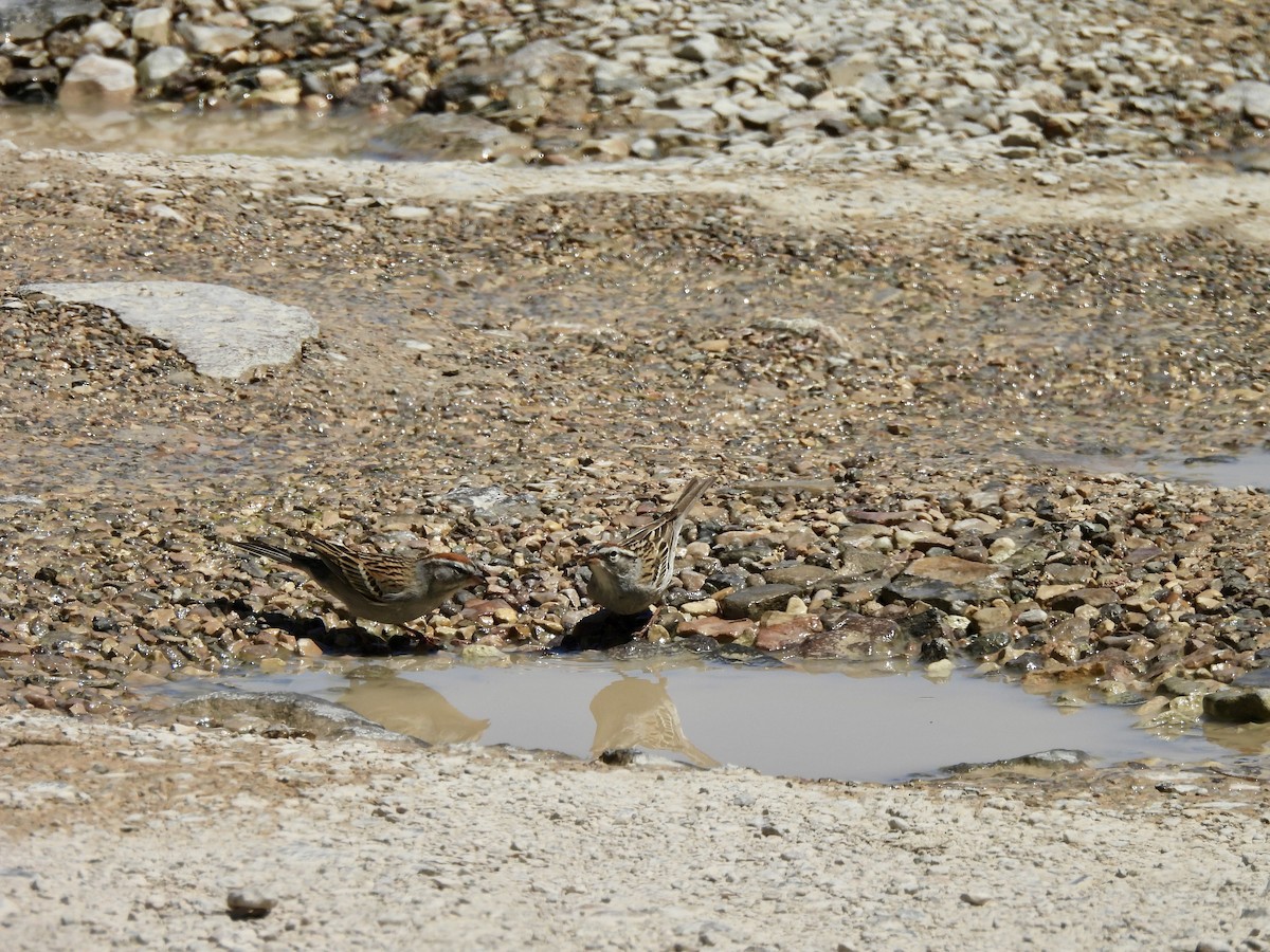 Chipping Sparrow - Bev Kronisch