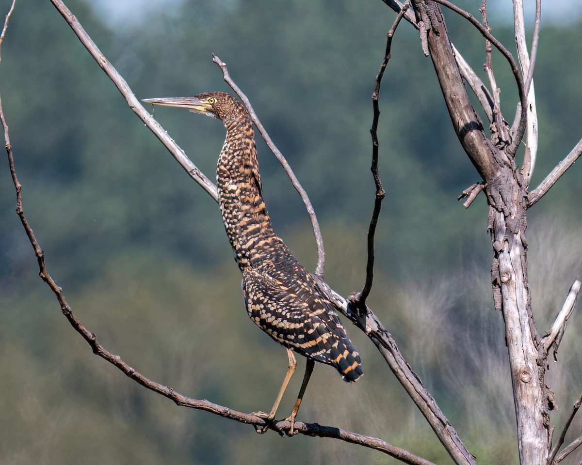 Rufescent Tiger-Heron - Victor Pássaro