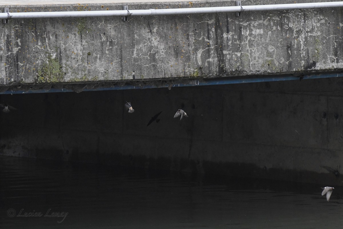 Cliff Swallow - Lucien Lemay