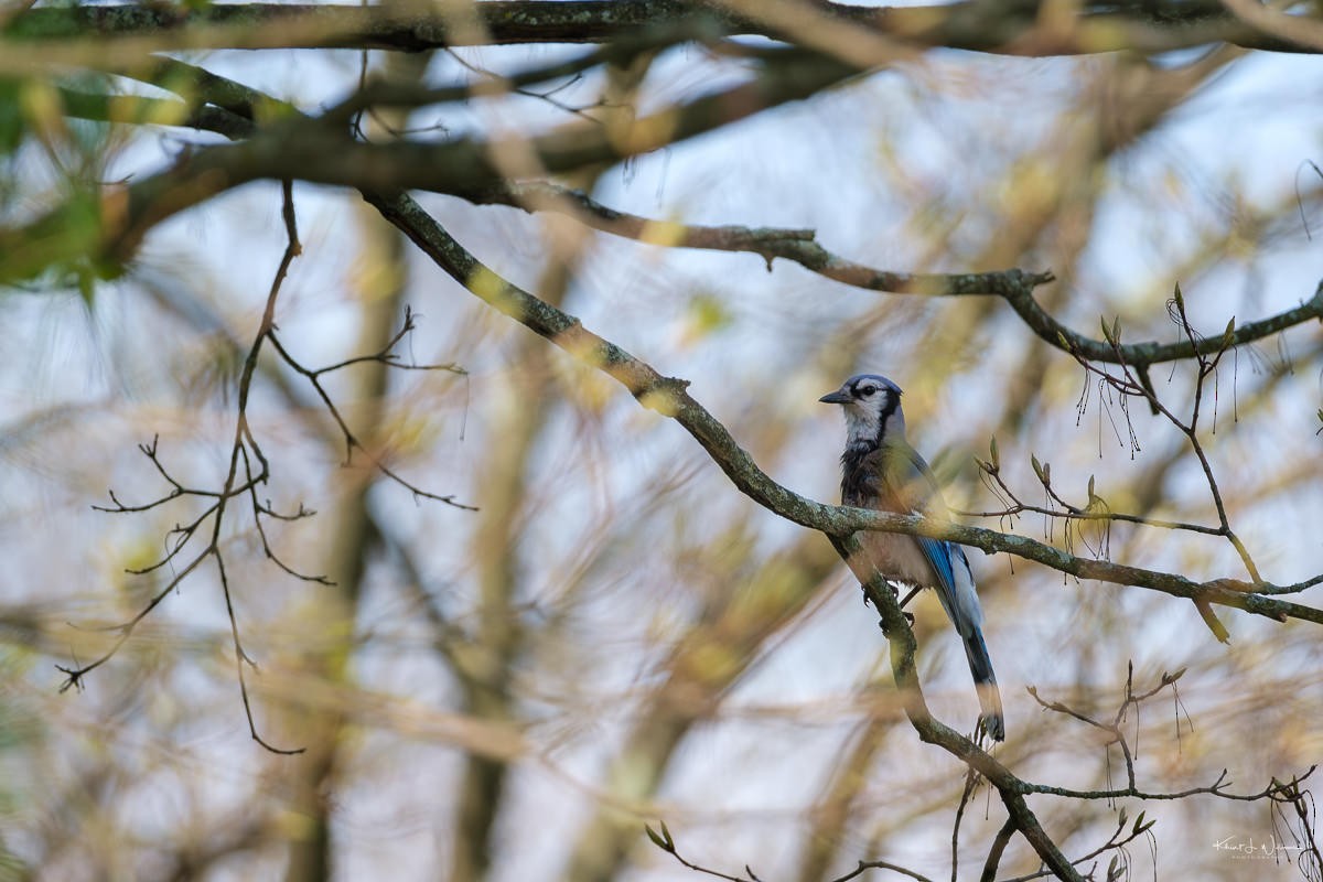 Blue Jay - Khürt Williams