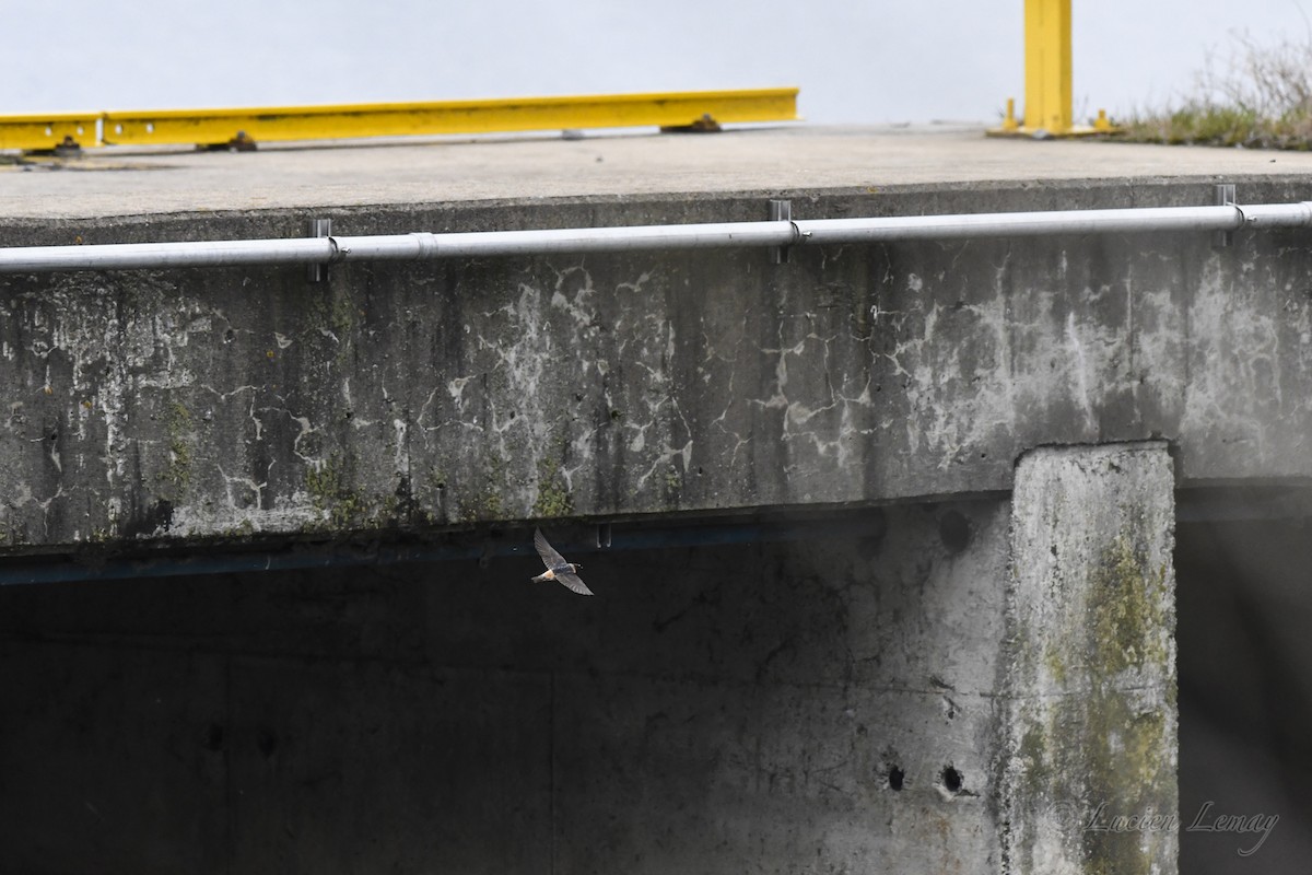 Cliff Swallow - Lucien Lemay