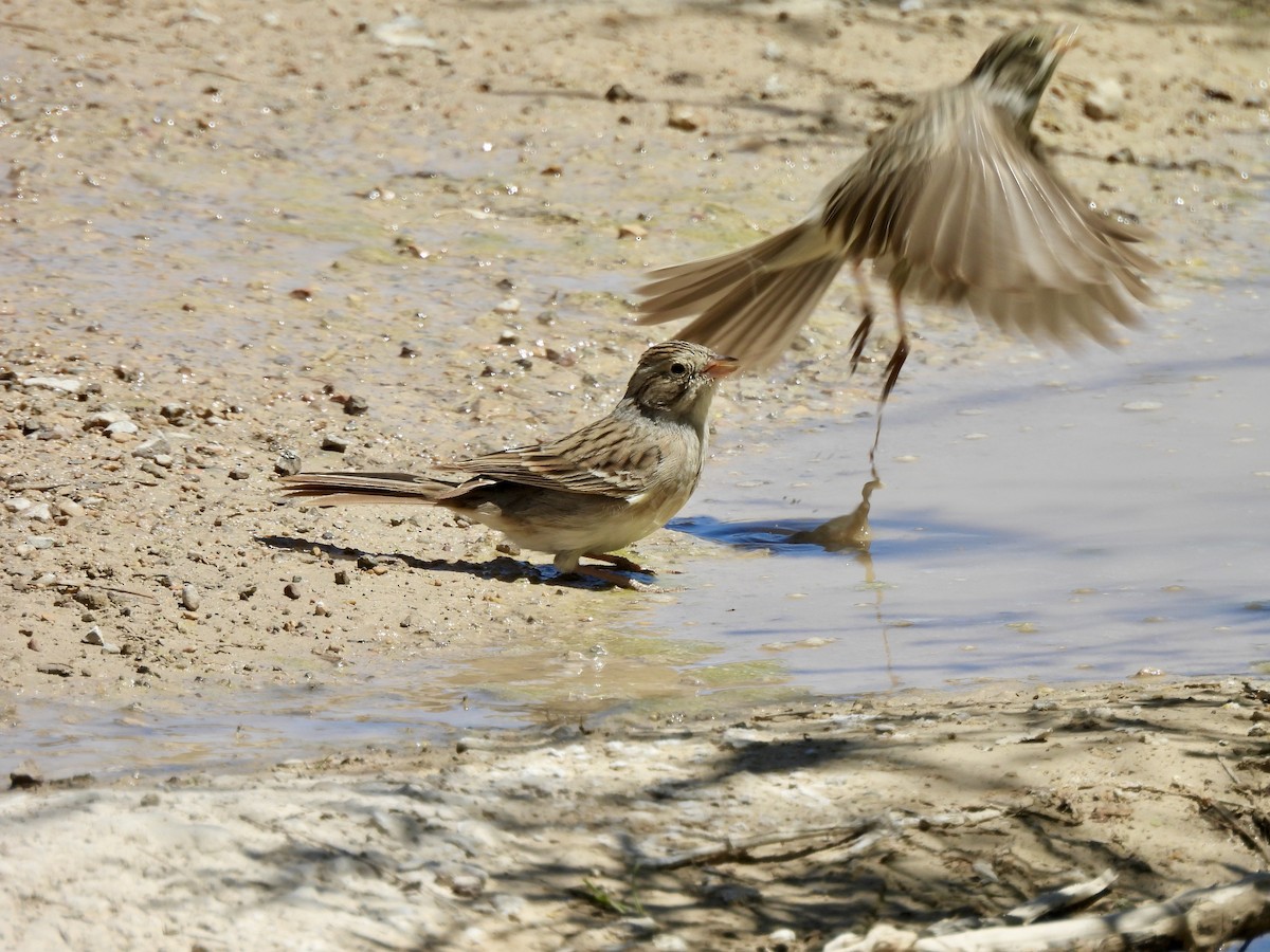 Brewer's Sparrow - Bev Kronisch