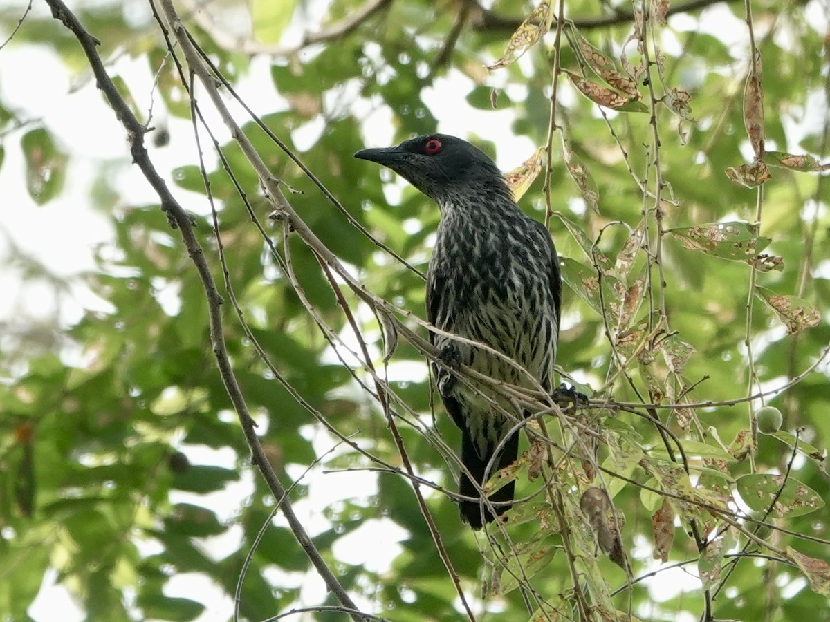 Asian Glossy Starling - ML618146701