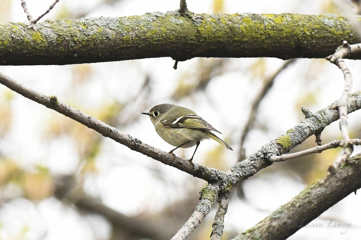 Ruby-crowned Kinglet - Lucien Lemay