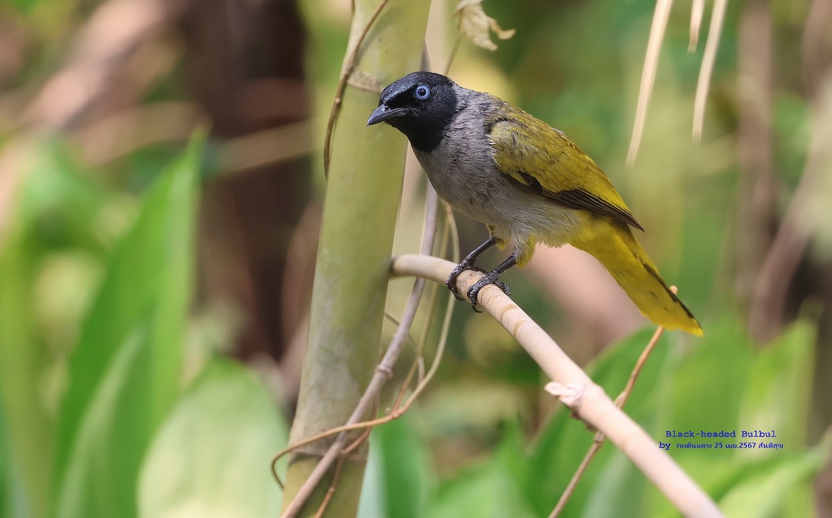 Black-headed Bulbul - Argrit Boonsanguan