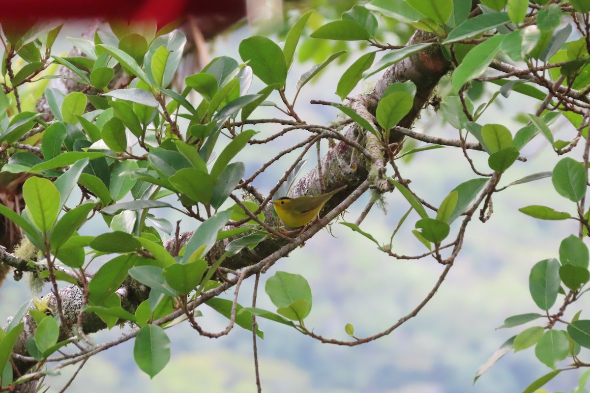 Wilson's Warbler - stuart varney