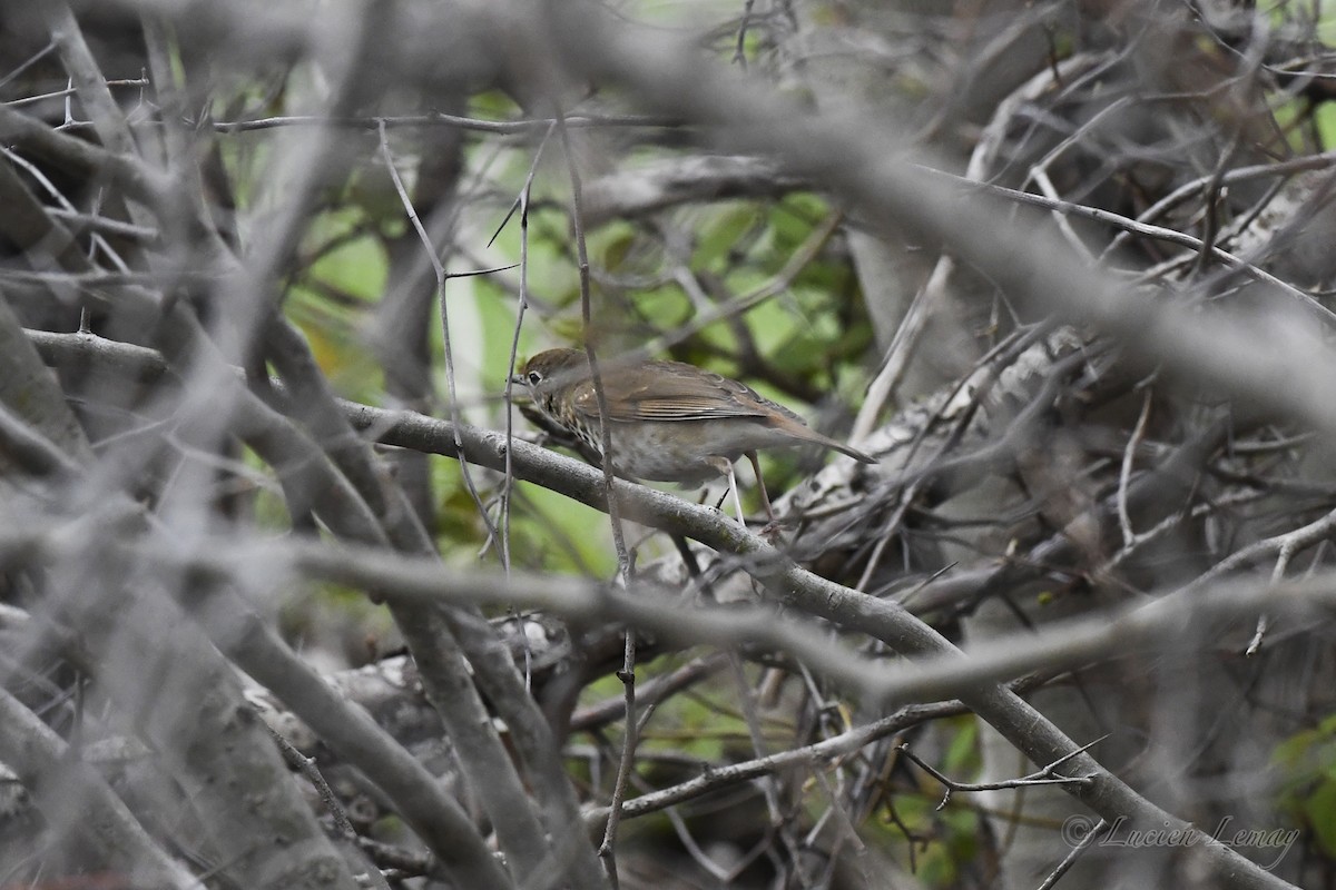 Hermit Thrush - Lucien Lemay