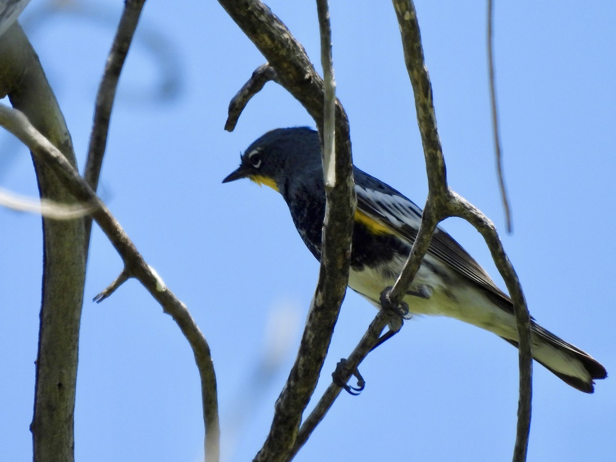 Yellow-rumped Warbler - Bev Kronisch