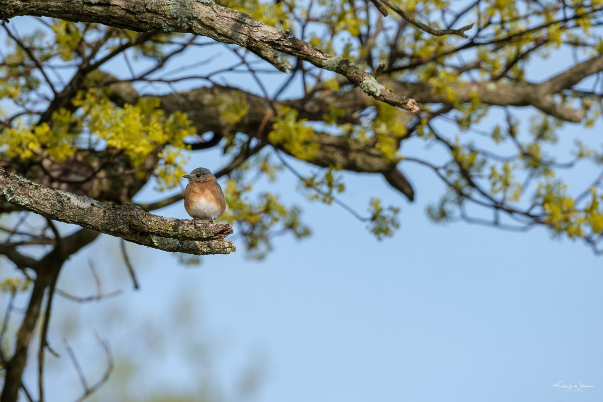 Eastern Bluebird - Khürt Williams