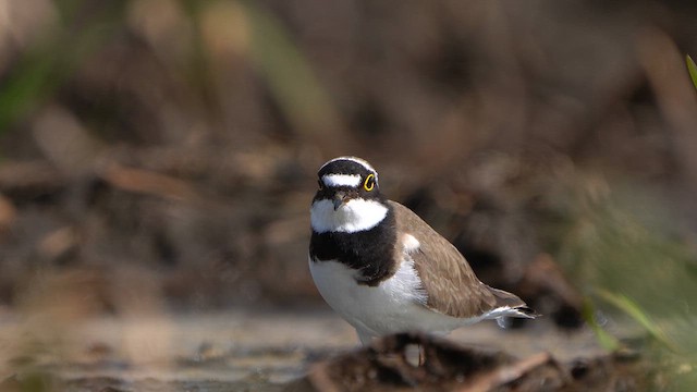 Little Ringed Plover - ML618146744