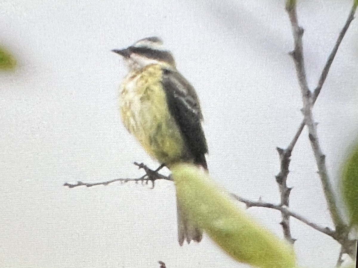 Piratic Flycatcher - Nina Rach