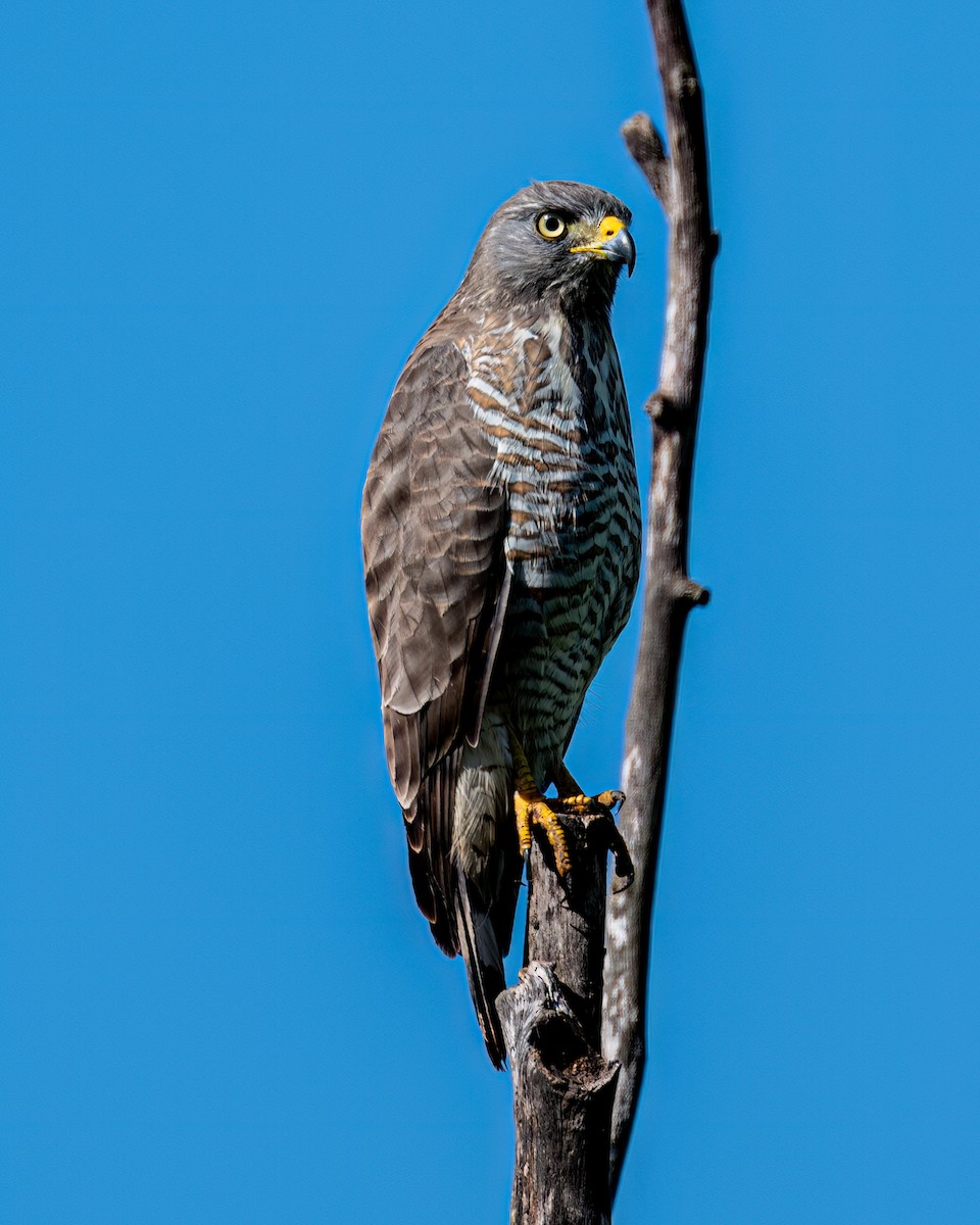 Roadside Hawk - Victor Pássaro