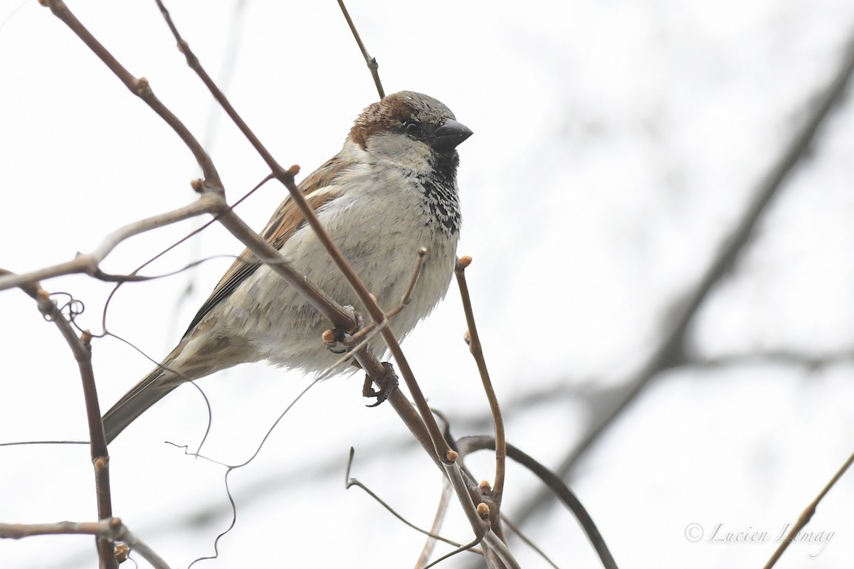 House Sparrow - Lucien Lemay