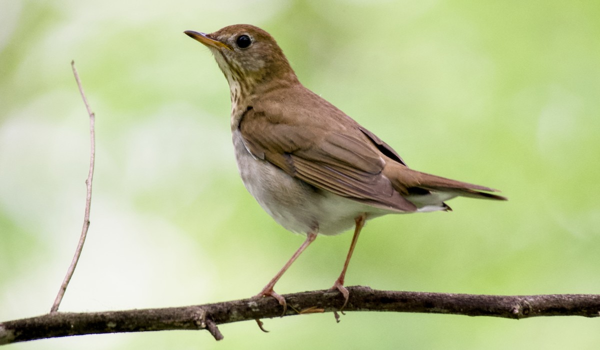 Veery - ML618146780