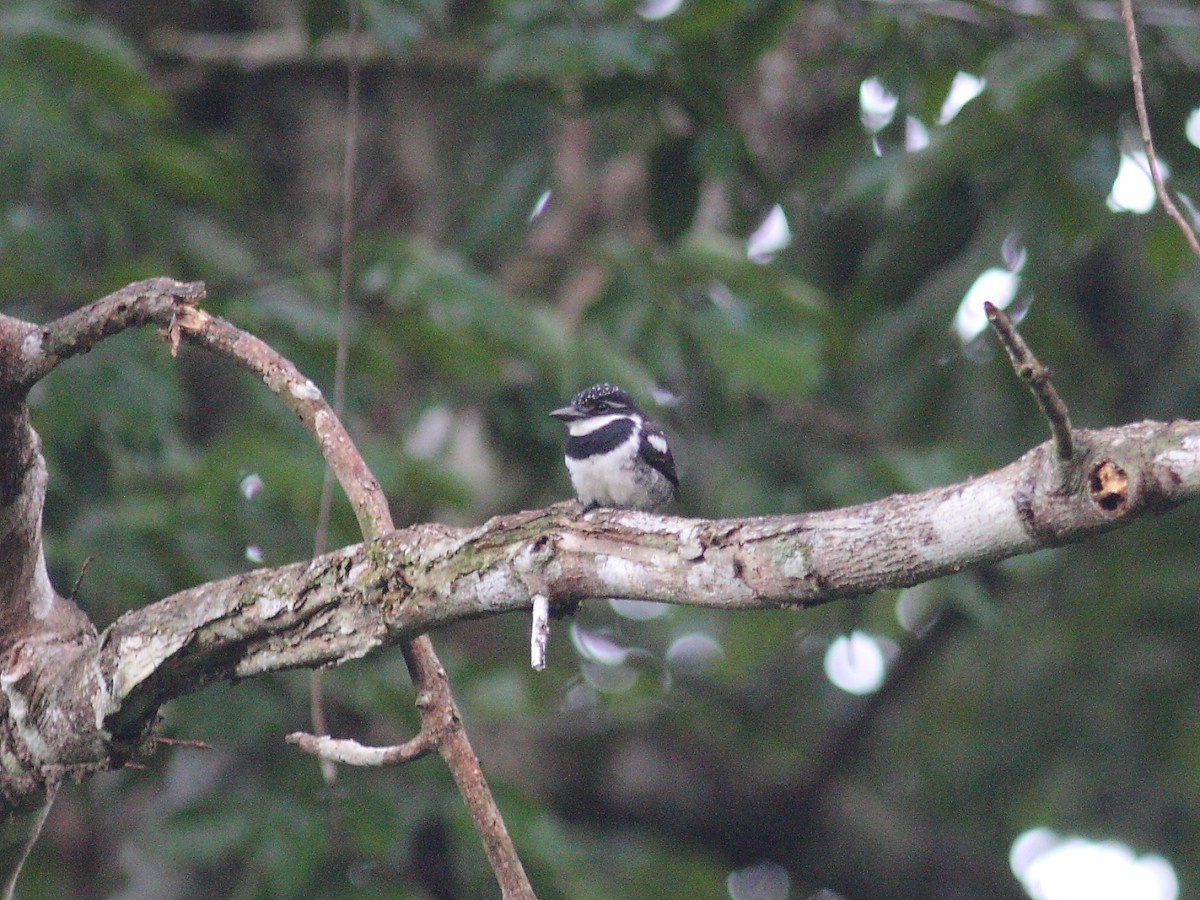 Pied Puffbird - Tim Boucher