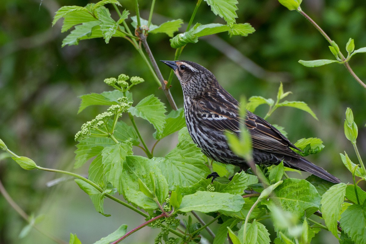 Red-winged Blackbird - Stella Tea