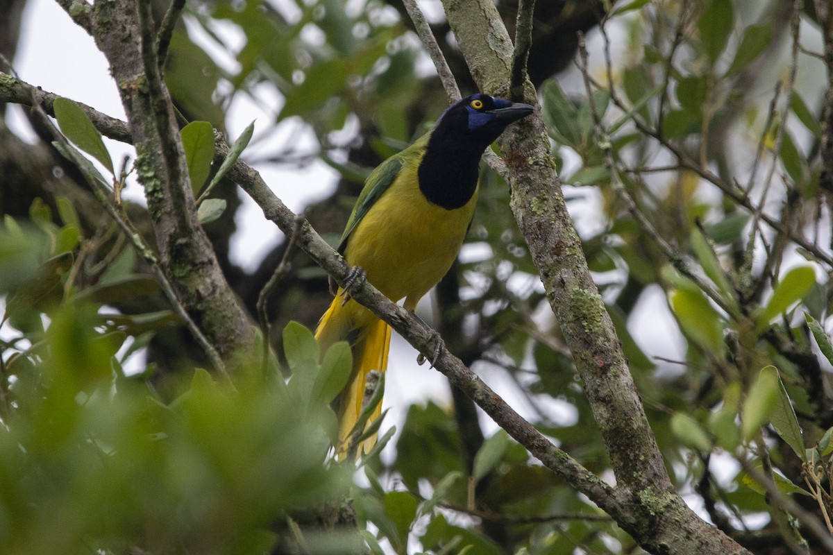 Green Jay - ML618146798