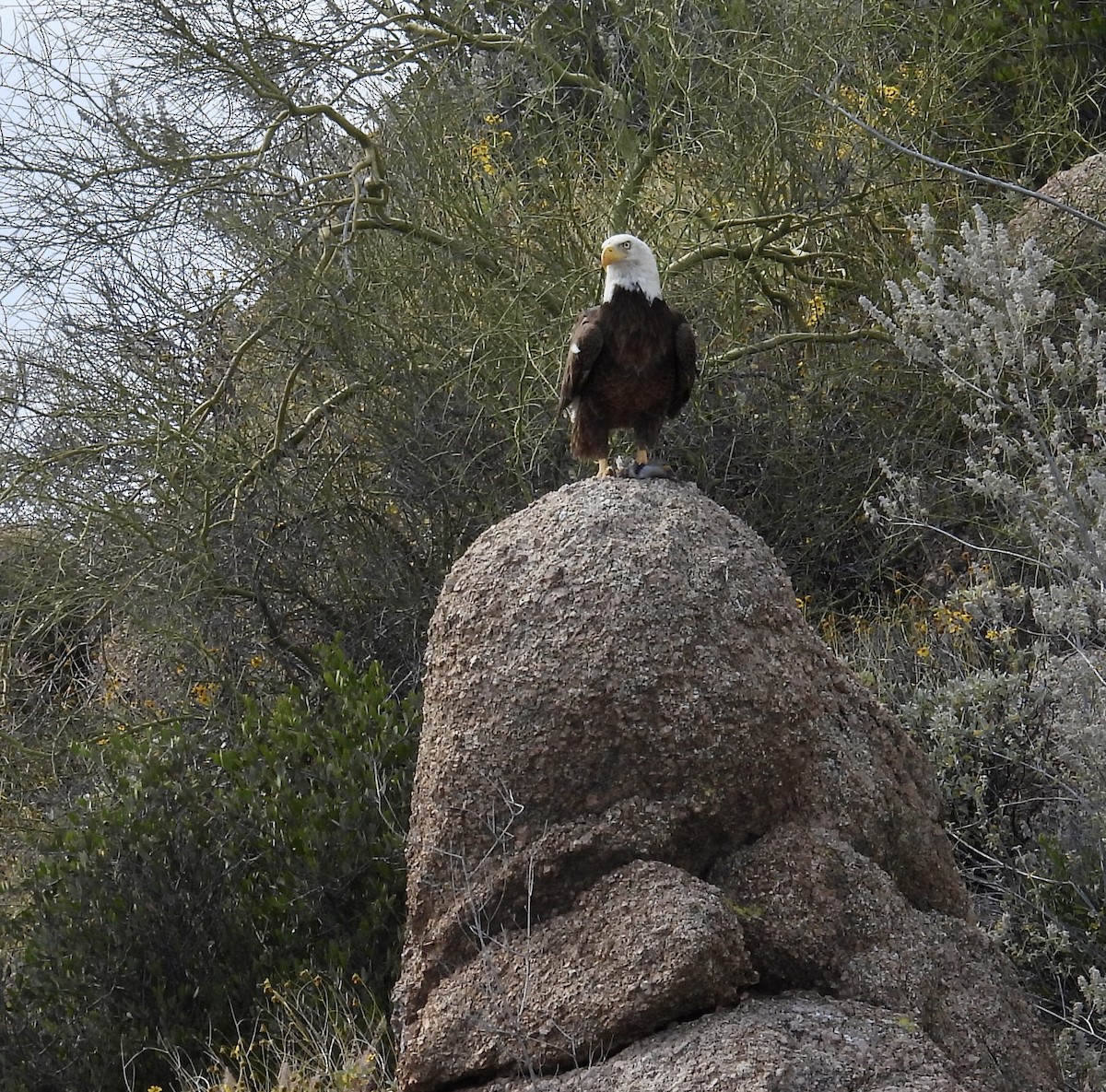 Bald Eagle - Chris Parsons