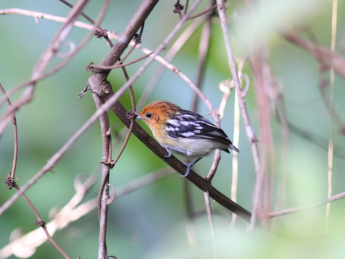 Guianan Streaked-Antwren - Tim Boucher