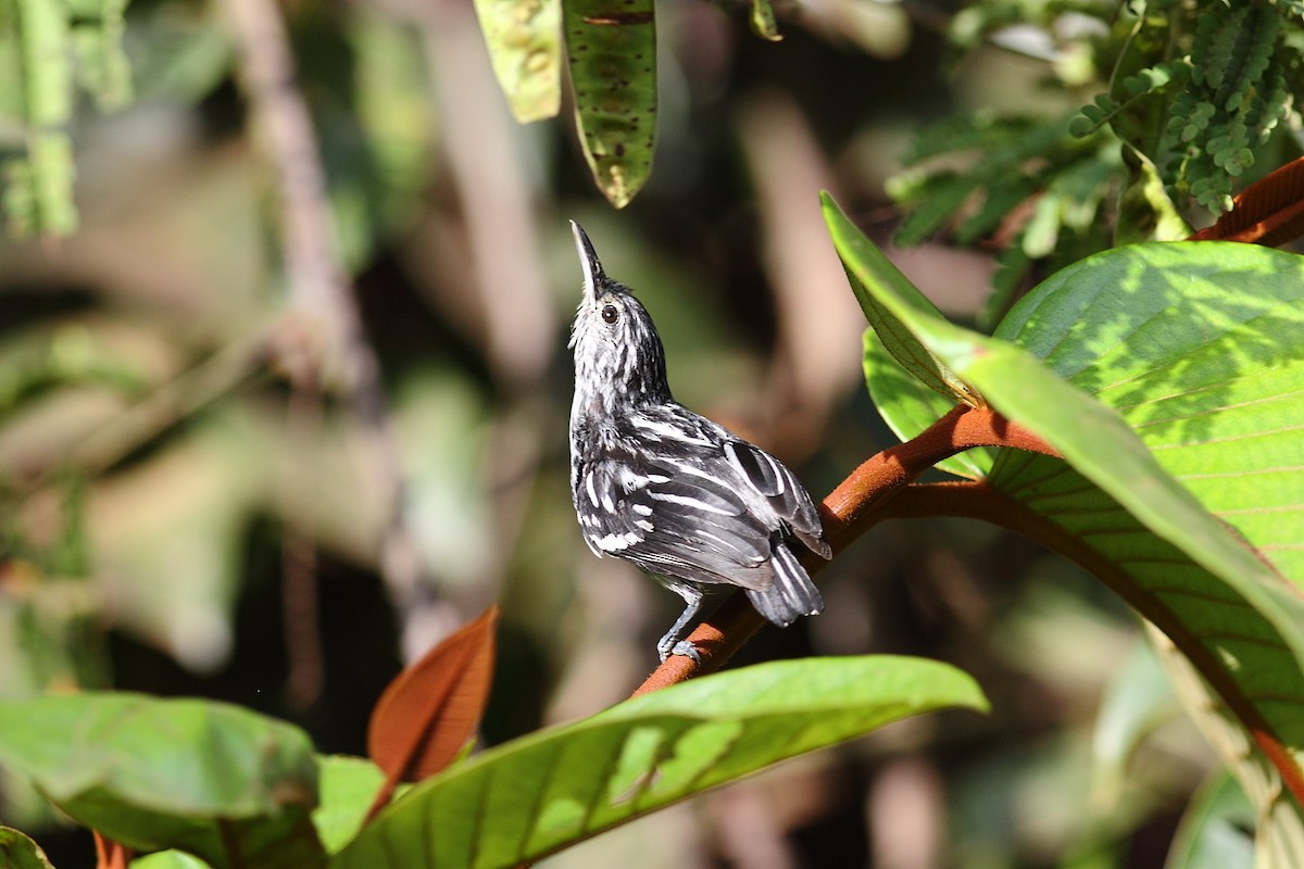 Guianan Streaked-Antwren - Tim Boucher