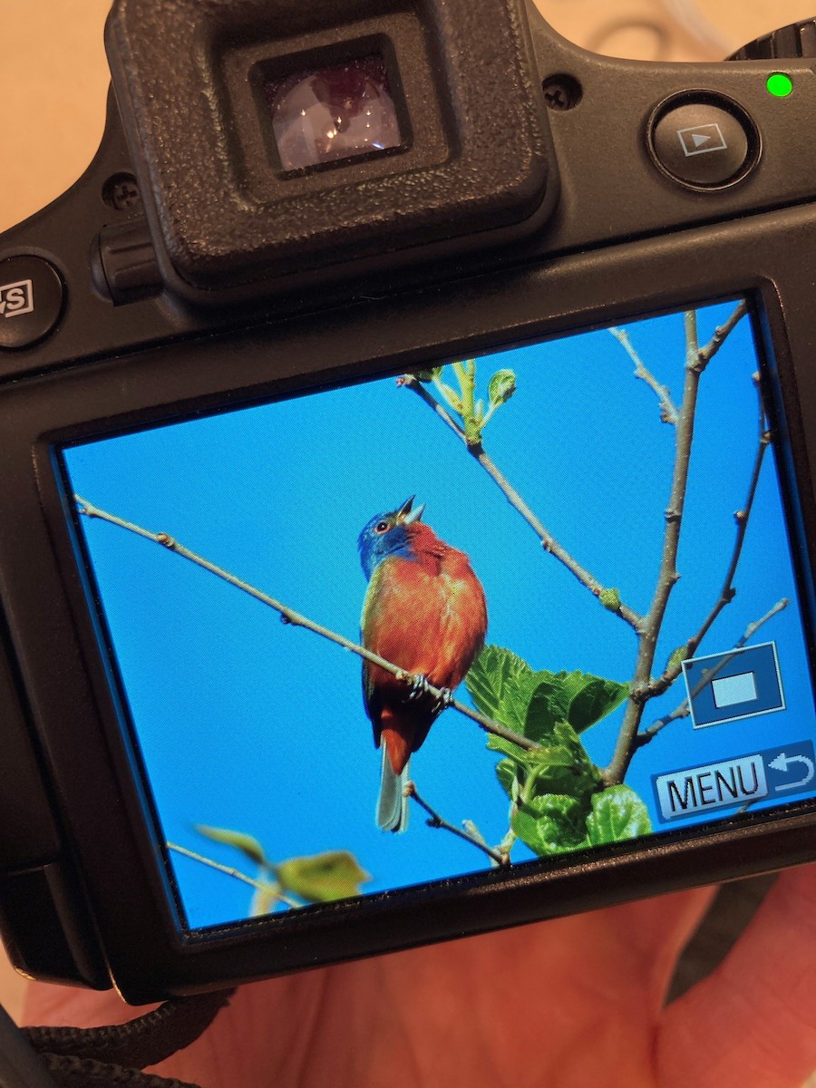 Painted Bunting - ML618146834