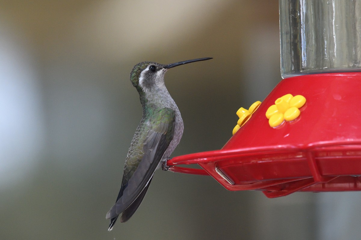 Blue-throated Mountain-gem - Shane Carroll