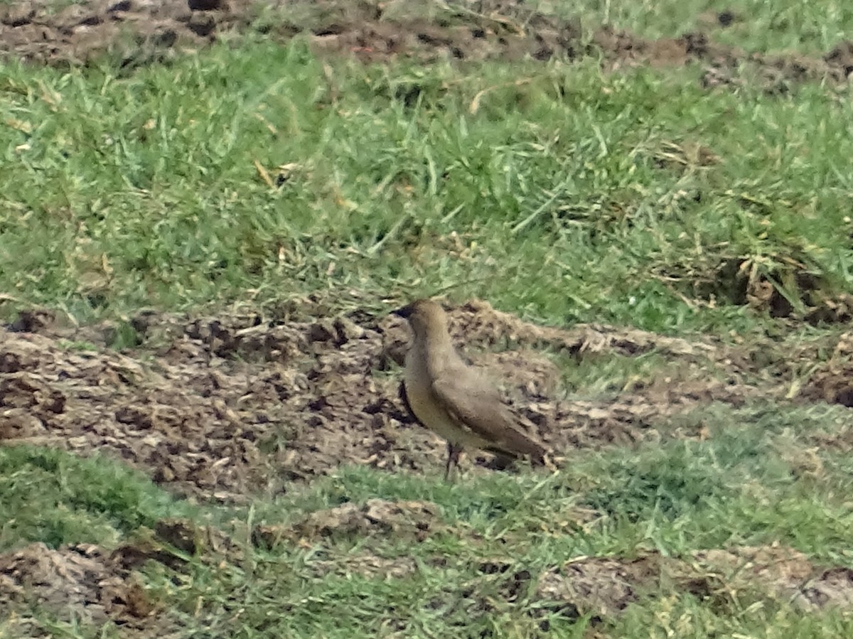 Oriental Pratincole - Sri Srikumar