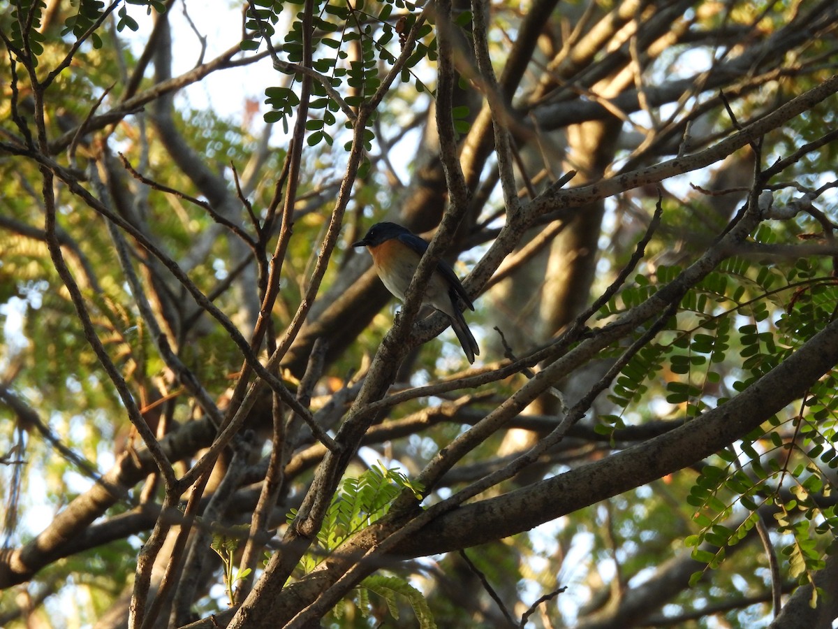 Tickell's Blue Flycatcher - Rahul Kumaresan