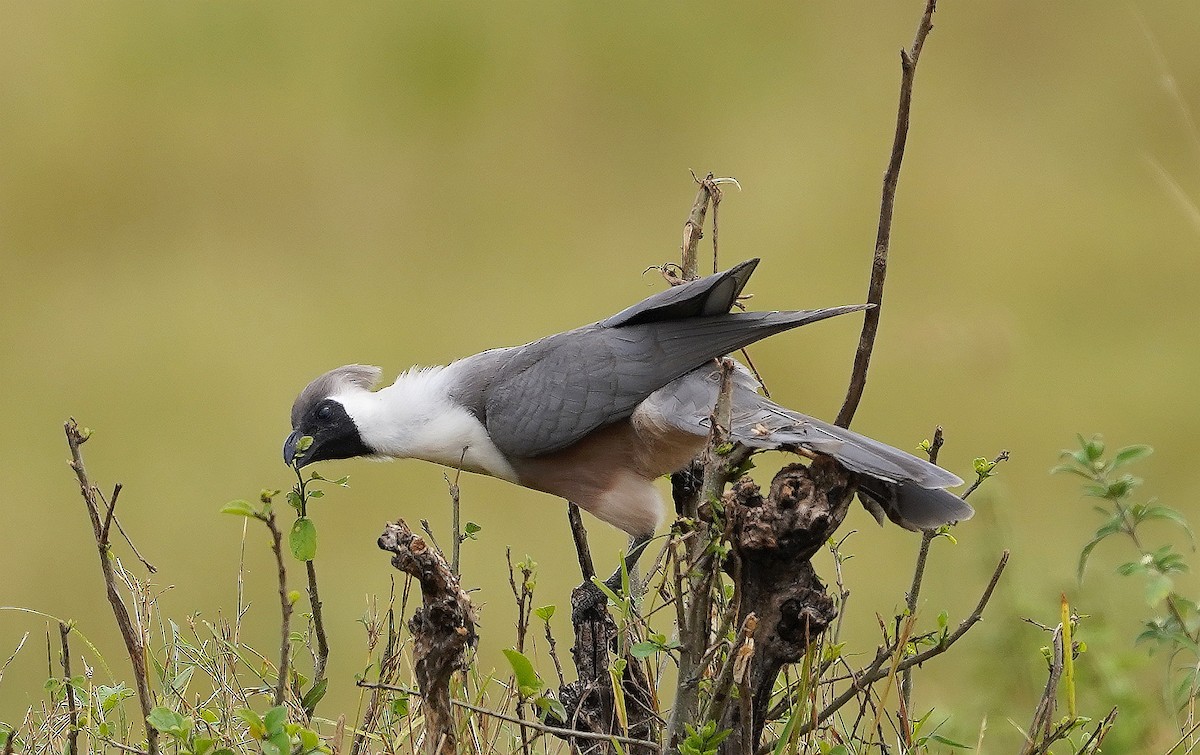 Bare-faced Go-away-bird - ML618146886