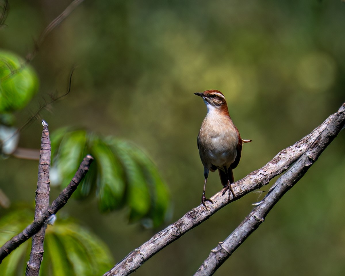 Wing-banded Hornero - Victor Pássaro