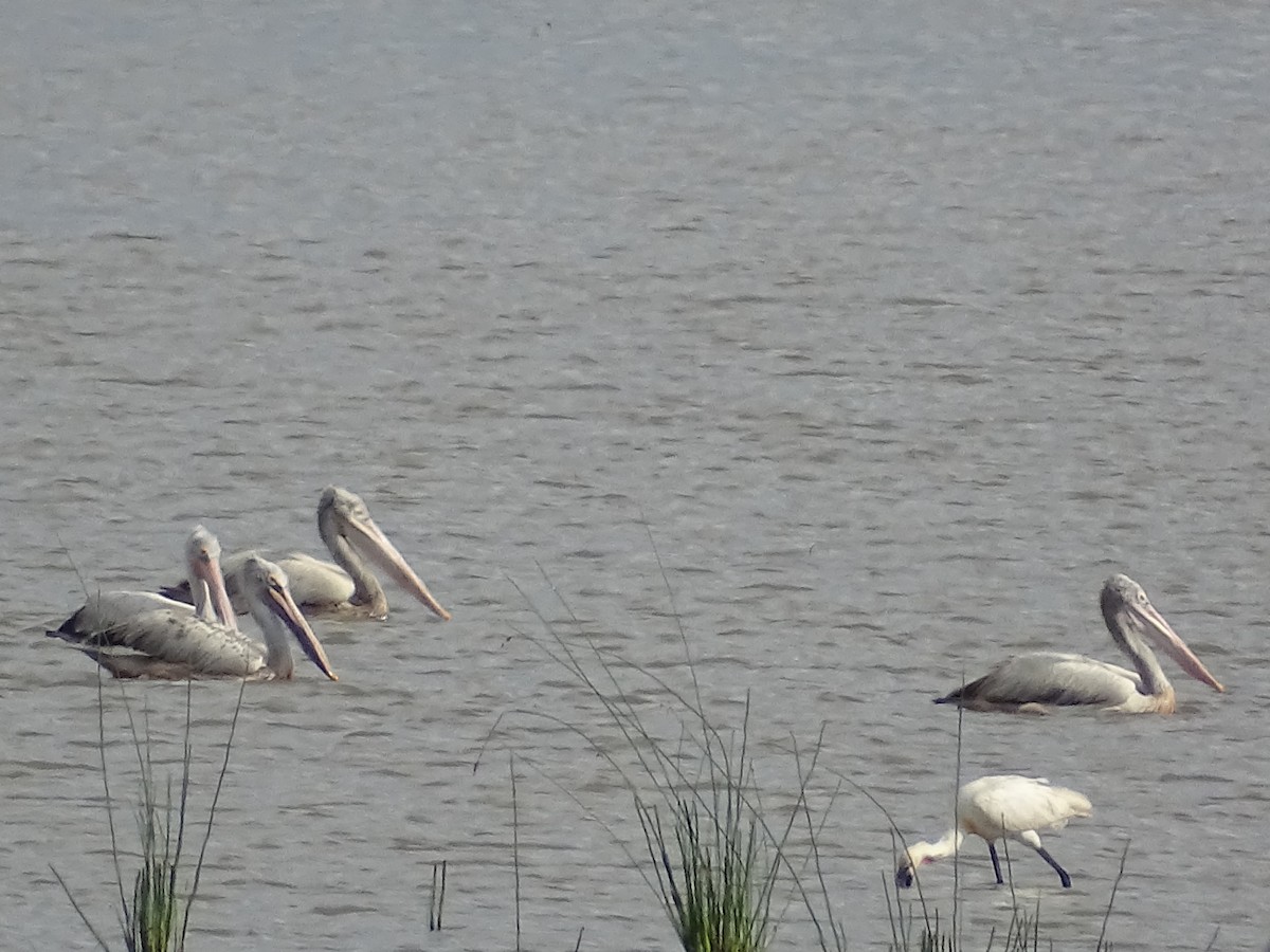 Spot-billed Pelican - ML618146932