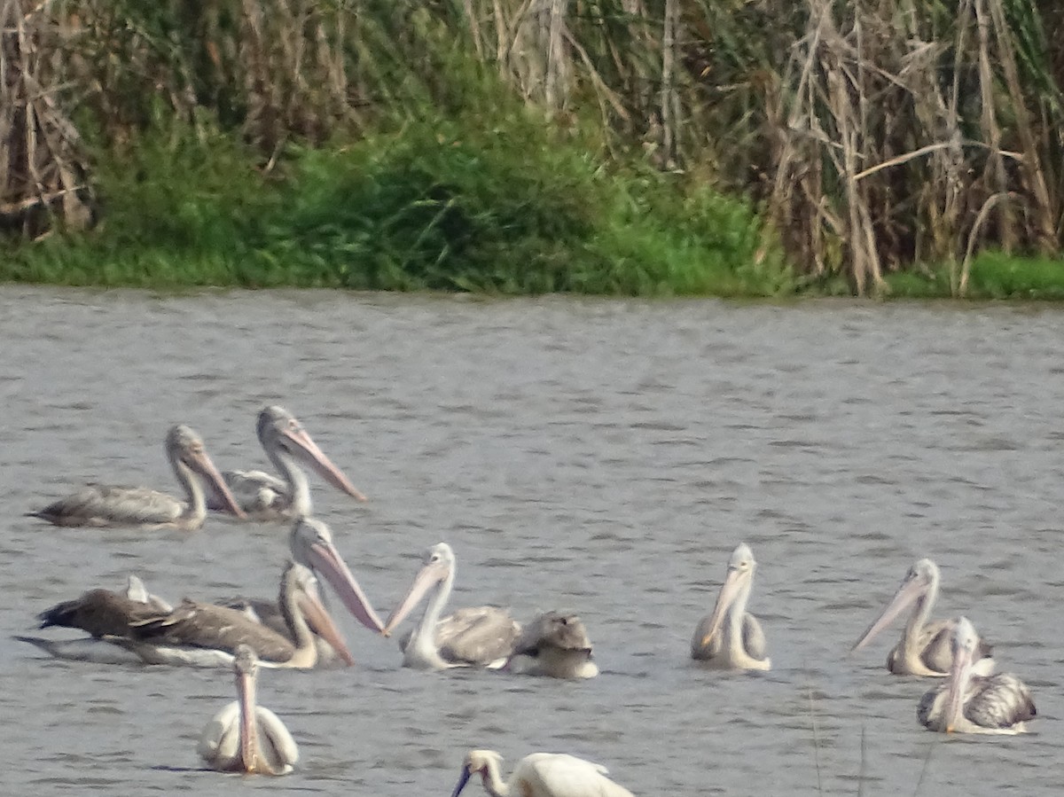 Spot-billed Pelican - ML618146934