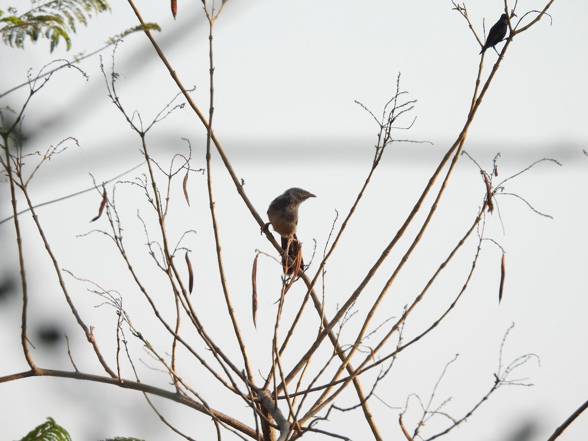 Yellow-billed Babbler - Rahul Kumaresan