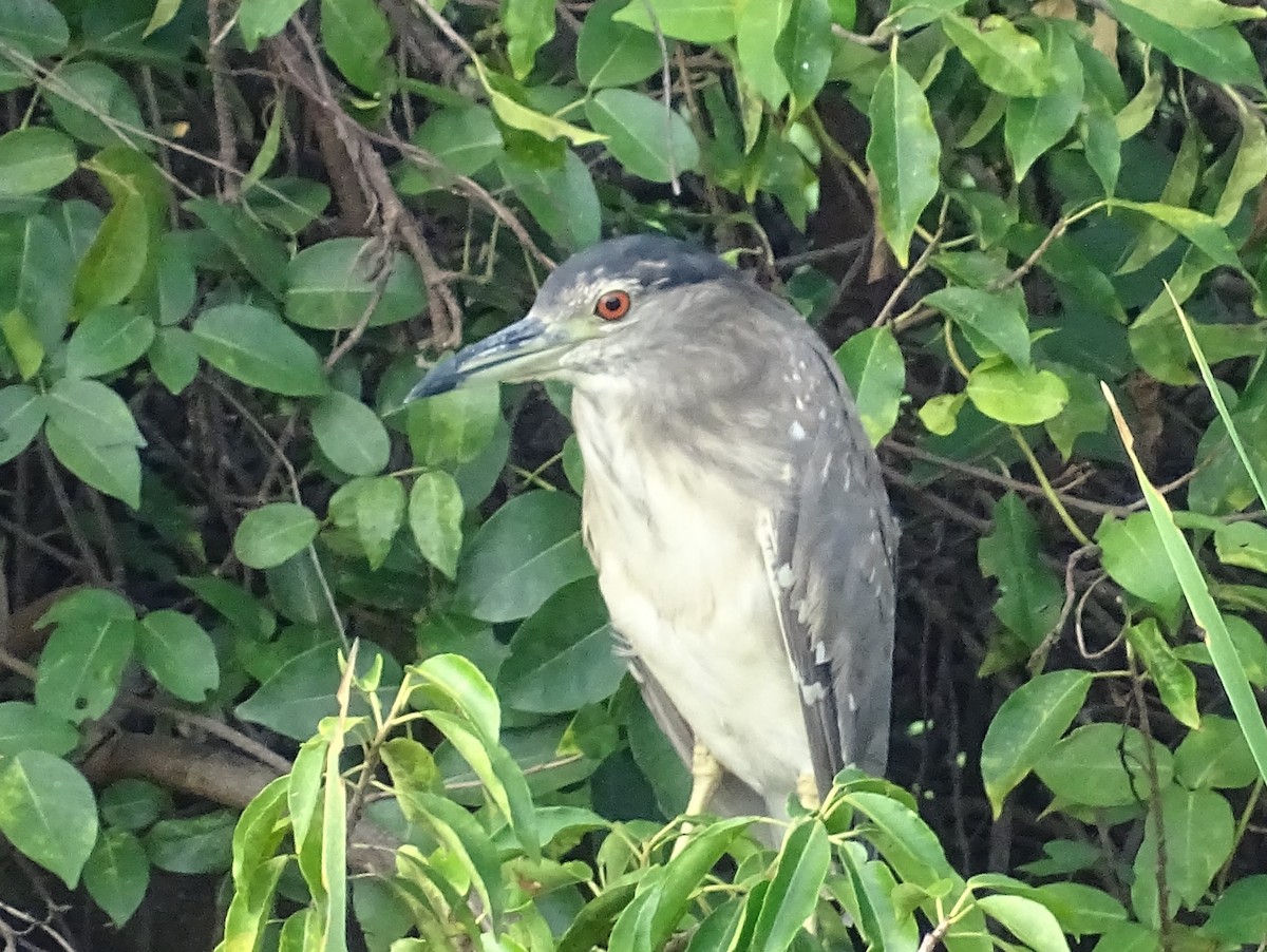 Black-crowned Night Heron - Sri Srikumar