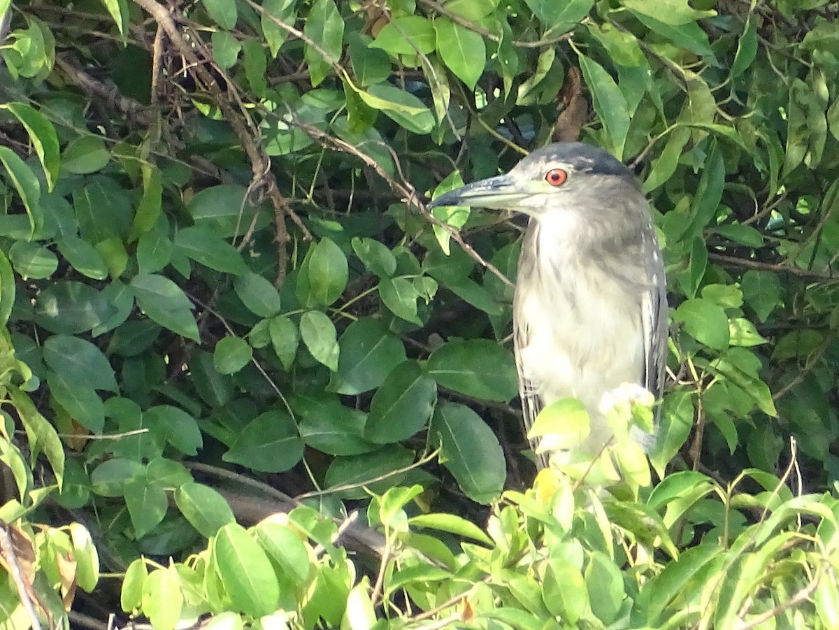 Black-crowned Night Heron - Sri Srikumar