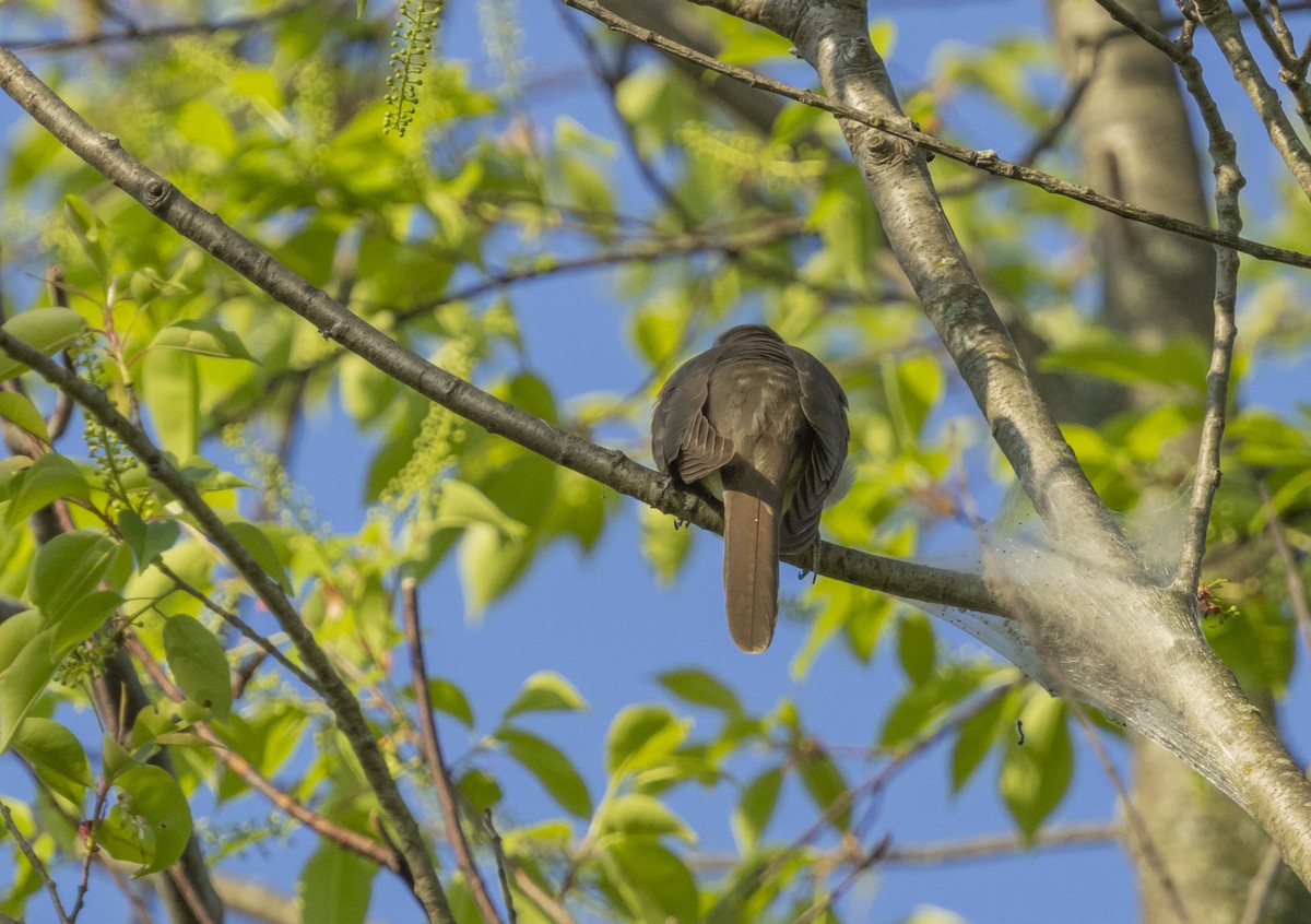 Black-billed Cuckoo - Liz Pettit