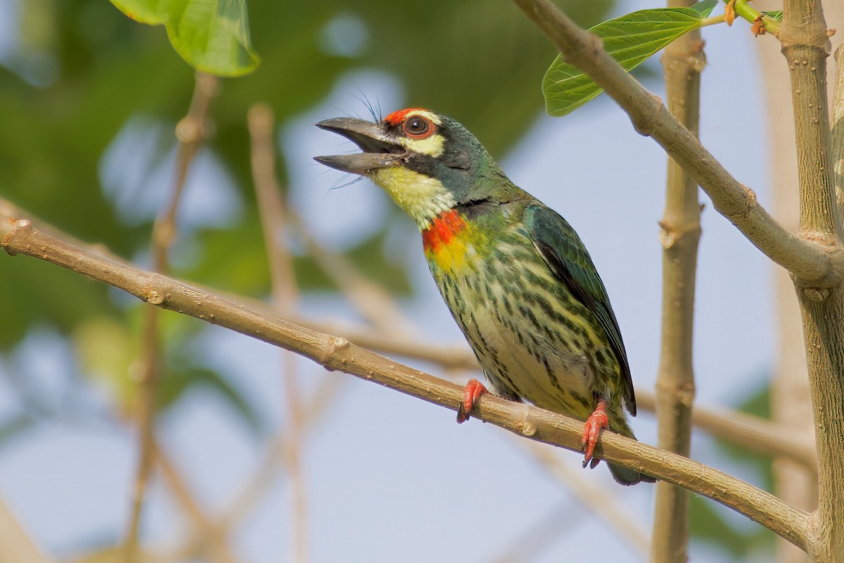 Coppersmith Barbet - Krit Kruaykitanon 🦅