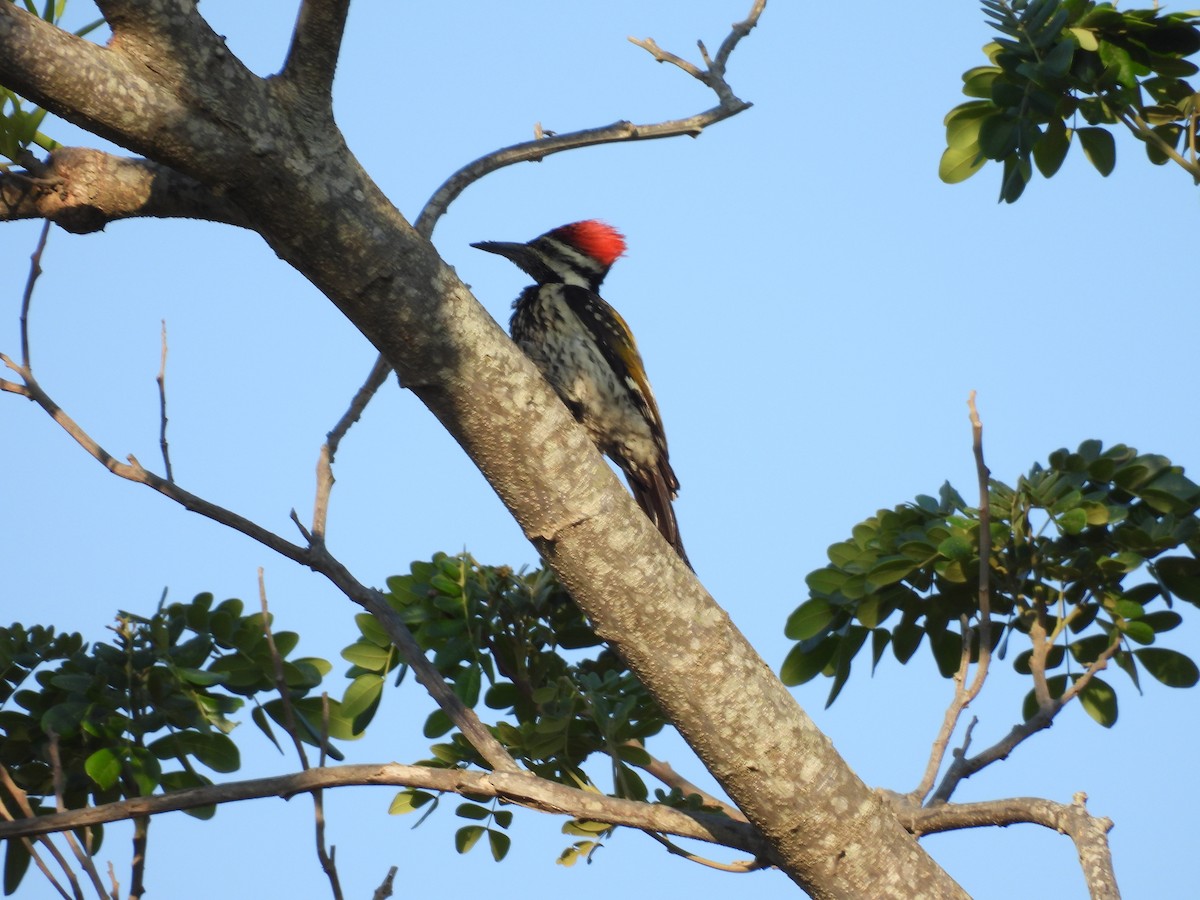 Black-rumped Flameback - Rahul Kumaresan