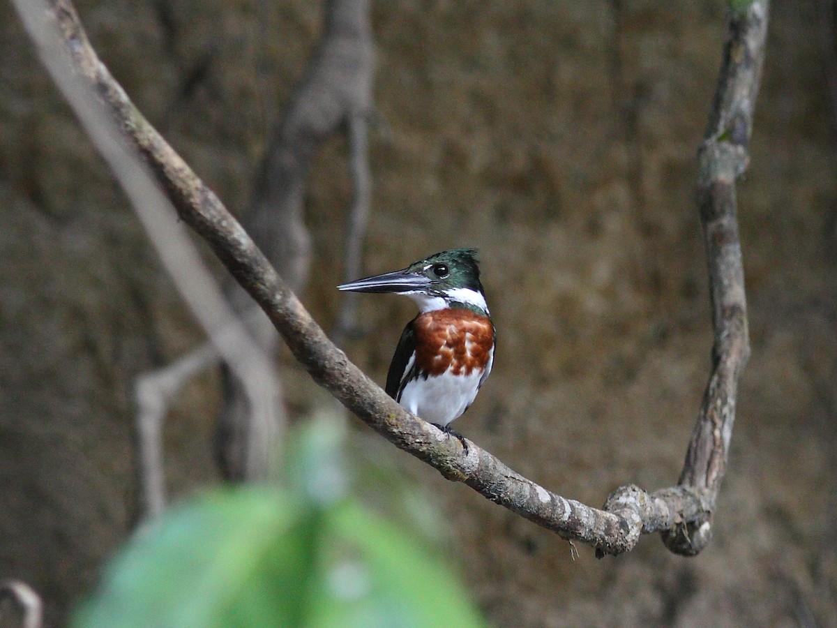 Amazon Kingfisher - Tim Boucher