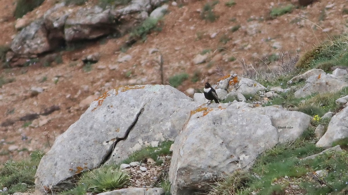 Ring Ouzel - Fatih Izler