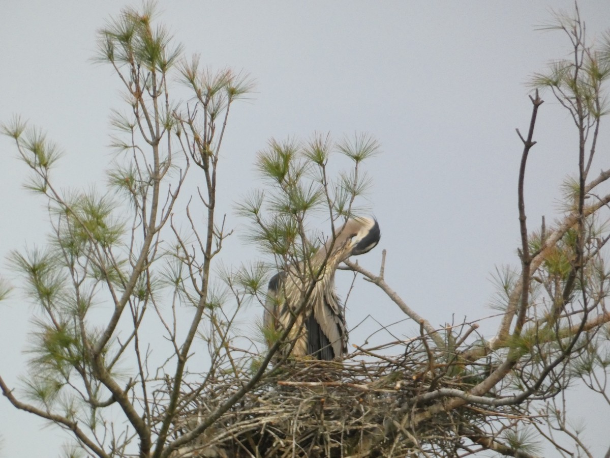 Great Blue Heron - ML618147032