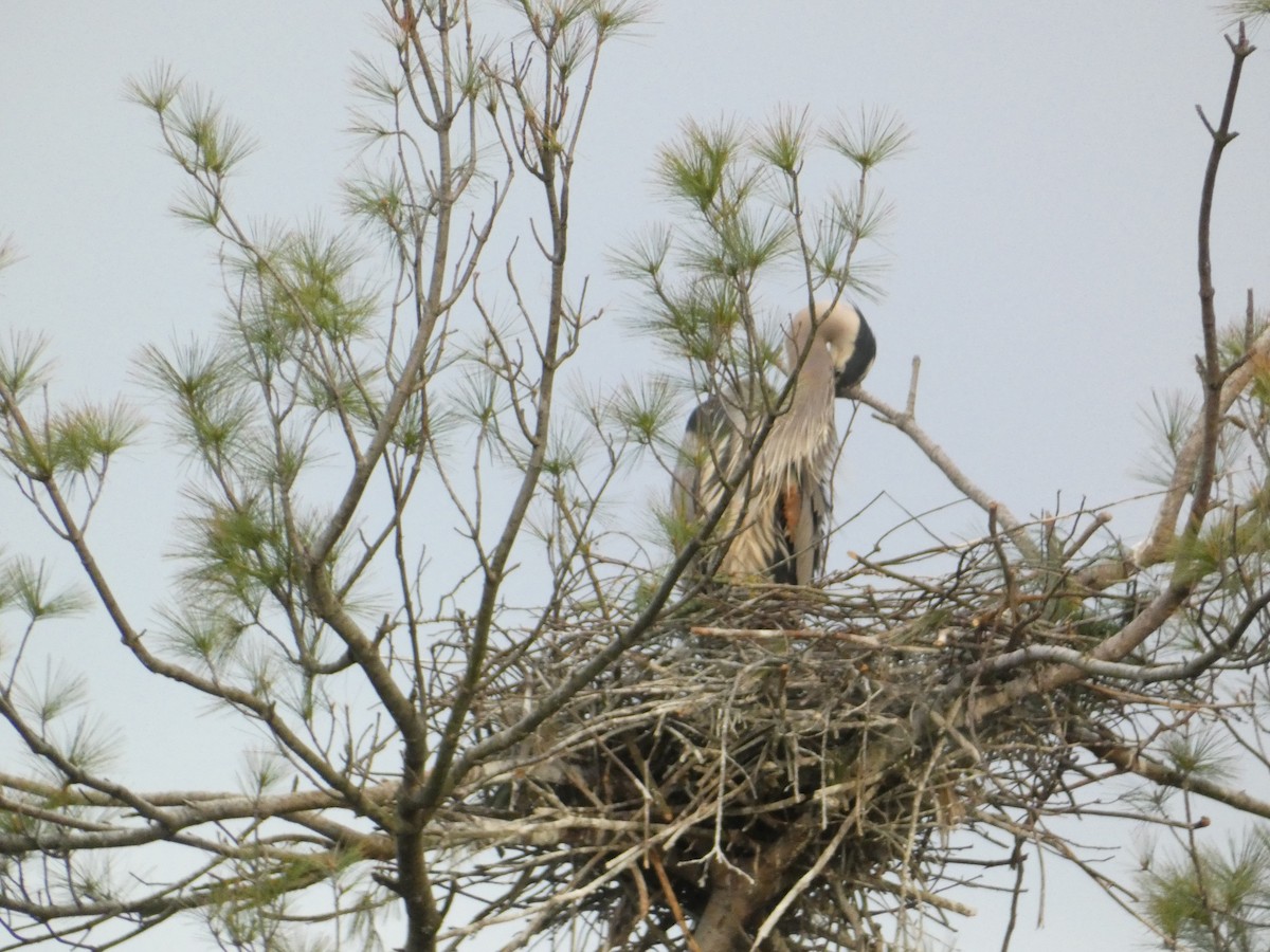 Great Blue Heron - ML618147033