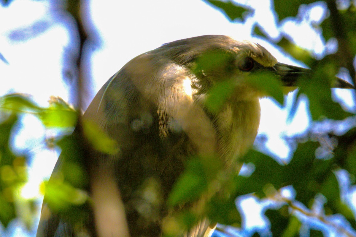 Black-crowned Night Heron - Don Carney