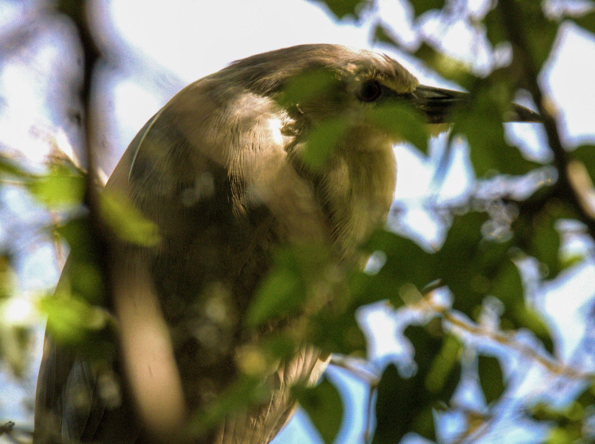 Black-crowned Night Heron - Don Carney