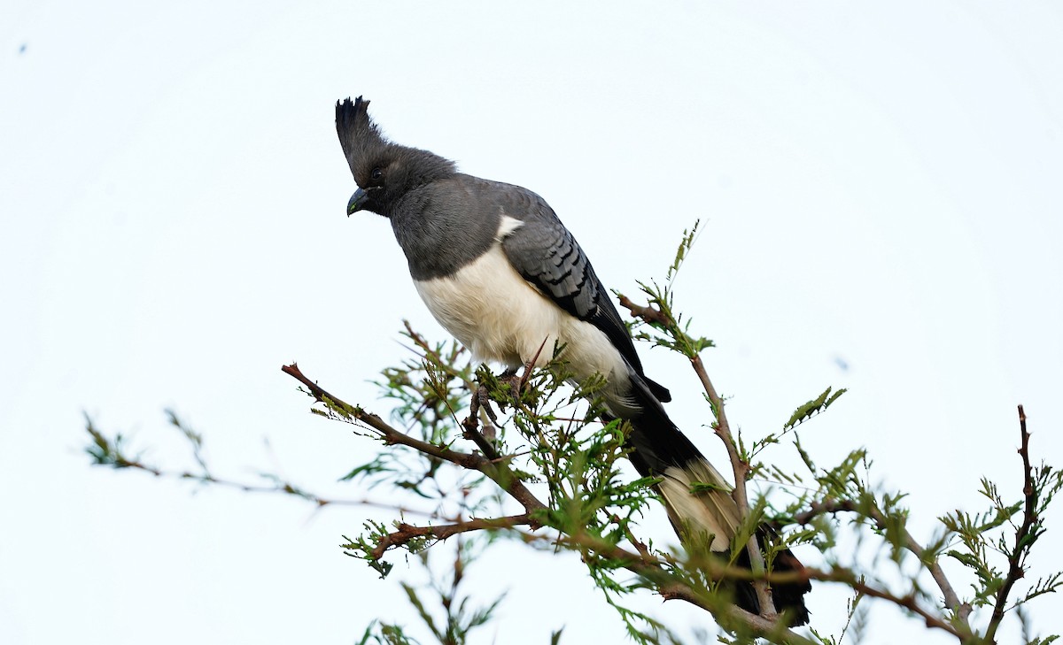 White-bellied Go-away-bird - ML618147039