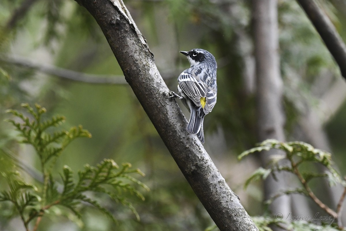 Yellow-rumped Warbler - Lucien Lemay