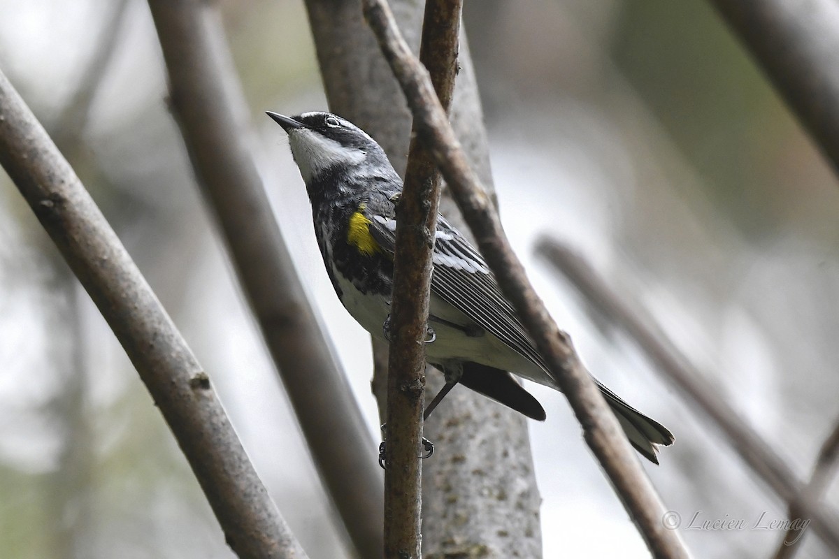 Yellow-rumped Warbler - Lucien Lemay