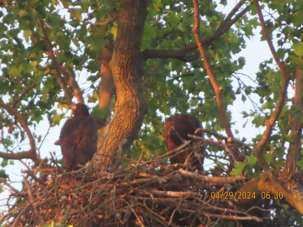 Bald Eagle - ML618147045